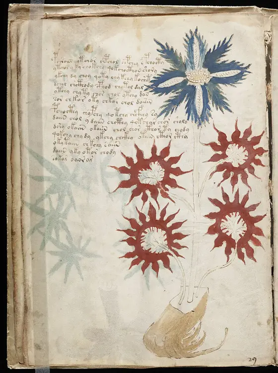 A page of the Voynich manuscript showing a plant with blue and red flowers, surrounded by lines of the unknown script
