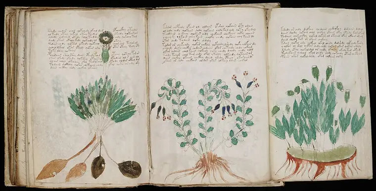 An opened fold-out of the Voynich manuscript showing three large plants with roots, each with text above